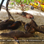 画家として生き残れるのは変化に対応できる者だけ！ガラパゴス諸島の旅から学んだ人生哲学。