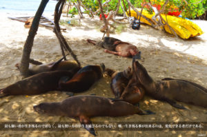 画家として生き残れるのは変化に対応できる者だけ!ガラパゴス諸島の旅から学んだ人生哲学。
